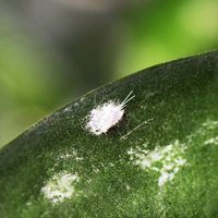 El secreto que los jardineros no quieren que sepas para mantener tus plantas lindas y sin ninguna plaga