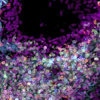 Científicos crean mapa del cuerpo humano célula por célula