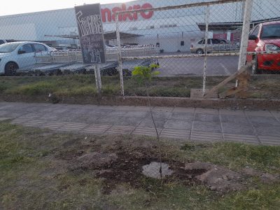 Denuncian que el hipermayorista Makro no cumple con la ordenanza y plantó un árbol