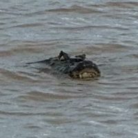 Sorpresa en la costa de Rosario: apareció un yacaré gigante