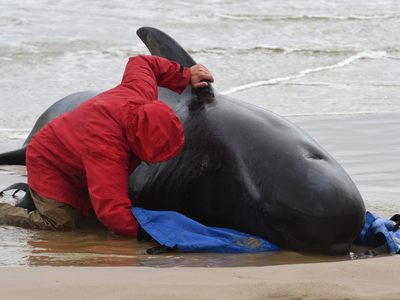 El peor final: al menos 380 ballenas perdieron la vida varadas en las costas de Australia
