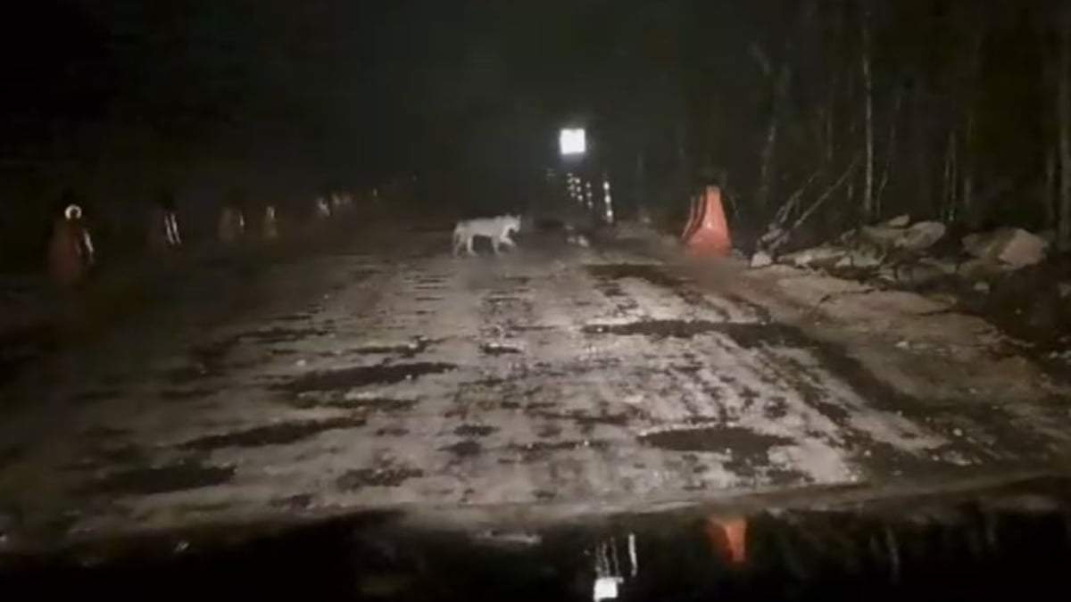 Un jaguar captado en obras del Tren Maya