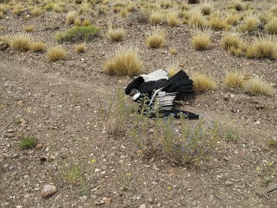 Parque Nacional Laguna Blanca: rescataron a una hembra adulta de Cóndor que estaba herida