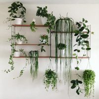 Con solo 1 ingrediente muy común en la cocina, así tenés que cuidar y abonar esta planta colgante