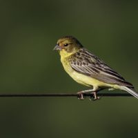 Curiosidades sobre el Misto: el ave que se reúne en grandes bandadas en invierno y arma sus nidos en el suelo