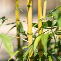 Según el Feng Shui, la planta de agua que tenés que tener en tu oficina para atraer abundancia y buena suerte
