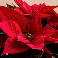 Conocé estas plantas de interior que florecen durante todo el invierno
