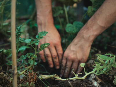 La razón por la que deberías agregarle leche a tus plantas para que luzcan vigorosas