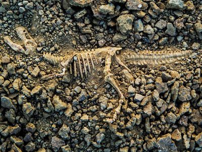 Antepasados de humanos coexistieron brevemente con los dinosaurios antes de su extinción