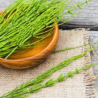 Un tesoro para tu salud: la poderosa planta que la farmacia no quiere que conozcas