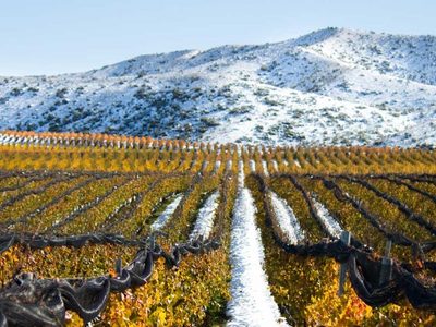Bodegas de Argentina y empresas mendocinas suman acciones por la pandemia