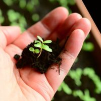 Por qué se mueren los esquejes de mis plantas al pasarlos a la tierra y cómo solucionarlo
