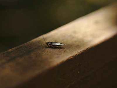 Académico alerta por invasión de cucarachas resistentes a insecticidas