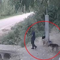 Video: captan el triste momento en que un hombre abandona a un perro en un refugio