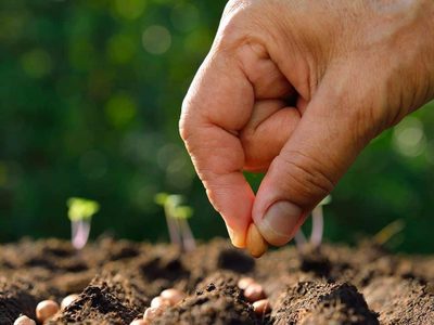 Estas son todas las semillas que podés plantar ahora mismo para cosechar sus frutos antes de abril