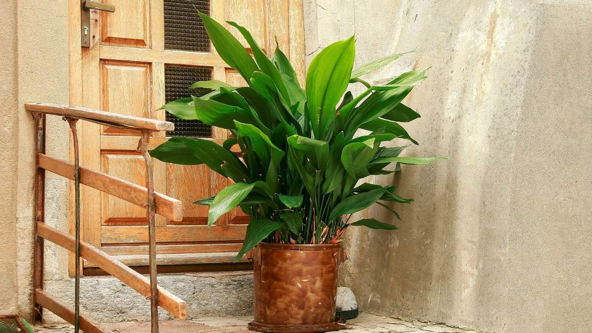 Plantas. Fuente: (X)