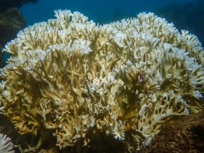 Un informe alerta que el cambio climático amenaza a los arrecifes de Brasil