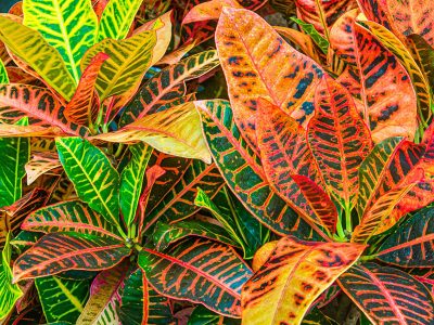 Reviví tu casa con estas 2 plantas de interior llenas de color y energía