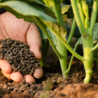 Con pocos ingredientes, el abono "mágico" que revivirá tus plantas si están por marchitarse