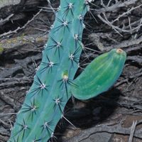 Si tu Cactus se rompió, no te asustes: mirá cómo salvarlo y reproducirlo sin gastar una fortuna