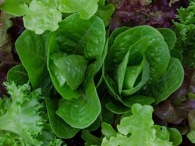 Los beneficios de comer verdura de hoja para nuestra salud