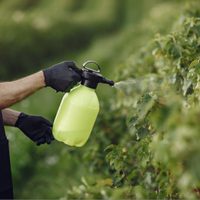 Fácil y natural: cómo eliminar los pulgones por completo