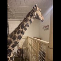 Benito llega a Africam Safari; se integrará con demás jirafas
