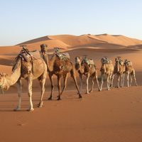 Australia: Francotiradores exterminarán 10.000 camellos salvajes