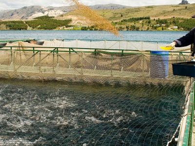 El Senasa niega la existencia de enfermedades en salmónidos de la Patagonia norte