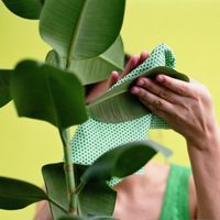 3 ingredientes económicos para cuidar las plantas sin necesidad de gastar todos los ahorros en fertilizantes