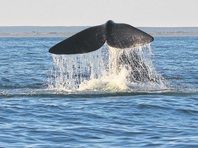 La ciudad de Las Grutas se prepara para recibir el fin de semana largo con avistaje de ballenas
