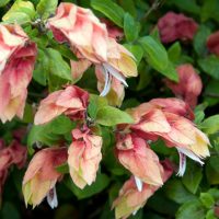 La planta que florece sin parar, necesita poca agua en invierno y atrae un montón de colibríes a tu jardín