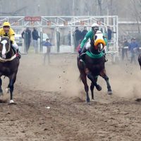 Investigan trágica carrera de caballos en Vista Alegre