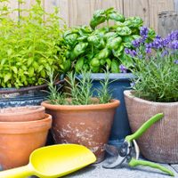 No va a quedar ni una: las plantas favoritas de las abuelas para ahuyentar las moscas definitivamente de casa
