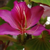 Pata de Buey: el árbol resistente, medicinal y ornamental que florece como una orquídea