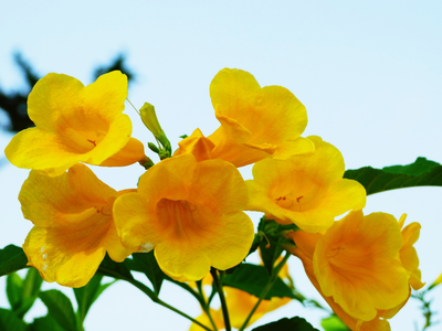 La planta que aleja las miradas indiscretas y que da bellas flores todo el año que huelen increíble