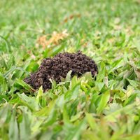 El simple y fácil truco casero para eliminar al insecto que se come todo el césped de tu jardín