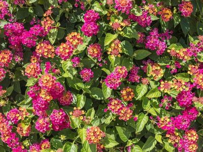 El hermoso arbusto que muchos tienen en su jardín y que es más valioso de lo que creían