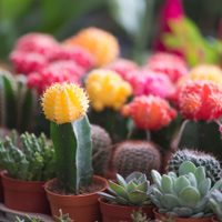 Cactus: cuáles son los más fáciles de cuidar e ideales para el interior de tu hogar