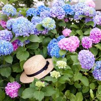 Hortensias: los trucos que tenés que conocer para que esta planta tan famosa en otoño florezca como nunca