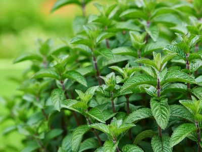 No gastes más: el truco para tener una planta de menta eterna y usarla en la cocina
