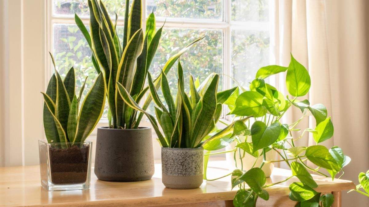 Plantas. Fuente: (X)