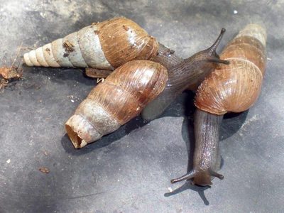 Si ves estos caracoles en tu jardín o macetas, dejalos: podrías cometer un grave error