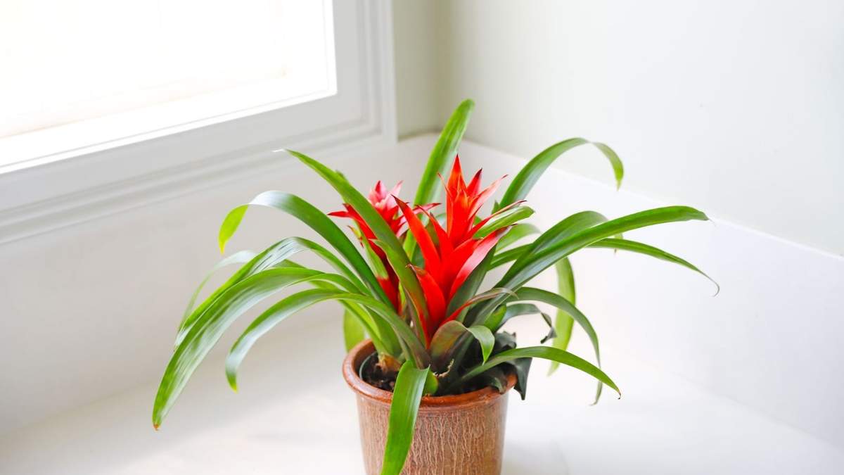 Bromelia. Fuente: (Instagram)