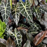 Alocacia amazónica, la hermosa planta que muchos aman pero que esconde un impactante secreto