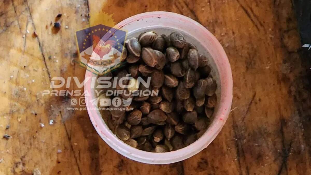 Semillas de cannabis secuestradas por la policía en los allanamientos. Fuente: (Policía Neuquén).
