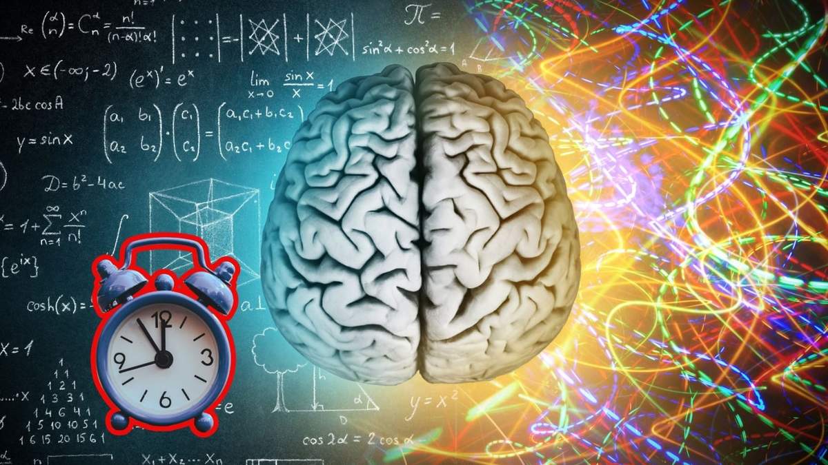 El desarrollo cerebral es un proceso continuo que incluye formación, consolidación, reorganización y adaptación en distintas etapas.