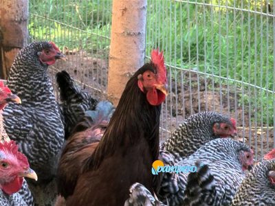 Santa Cruz: suplementación lumínina en gallinas Negra INTA mejora la producción de huevos