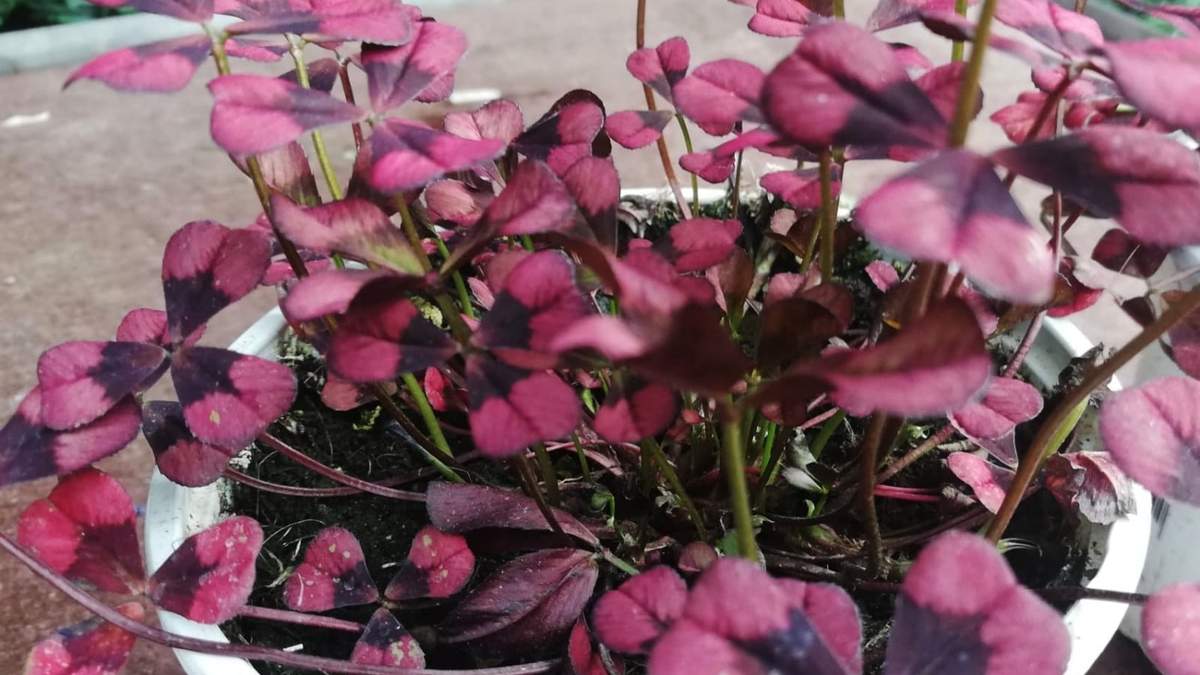 Oxalis. Fuente: (X)