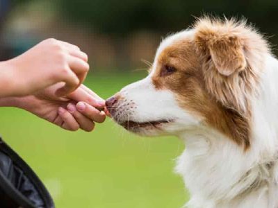 Snacks deshidratados para tu perro: en pocos minutos preparale esta delicia que cuida su salud y tu bolsillo